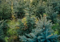 Choinka niejedno ma imię - zdjęcie główne