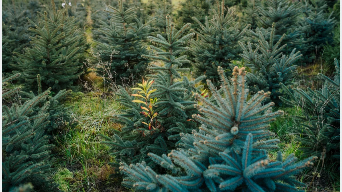Choinka niejedno ma imię