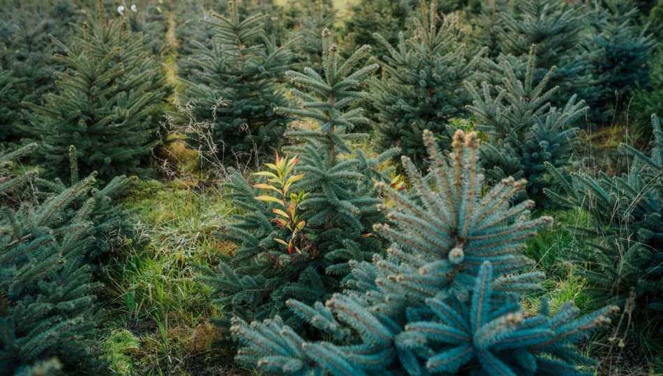 Choinka niejedno ma imię - zdjęcie 1
