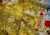 Śmierć w salonie na własne życzenie? Nie pozwól, by Twoja choinka skończyła jako "drapak" przed Trzema Królami - zdjęcie główne