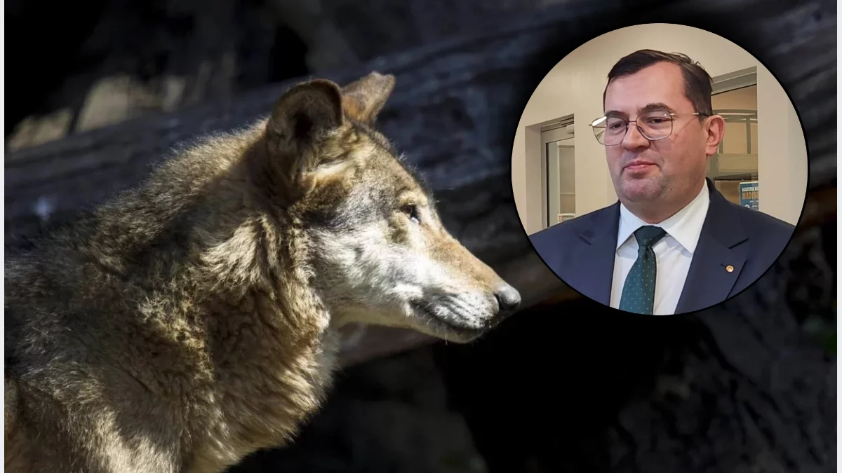 Minister o odstrzale wilków i odszkodowaniach. "Moje stanowisko jest jasne"
