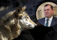 Minister o odstrzale wilków i odszkodowaniach. "Moje stanowisko jest jasne" - zdjęcie główne