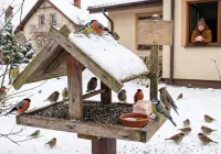 Ptaki też ludzie - zdjęcie główne