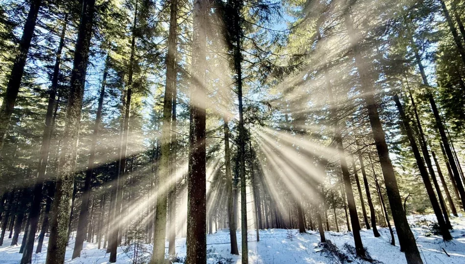 Mgła ograniczy widoczność. Alert dla regionu - zdjęcie 1