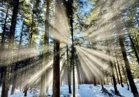 Mgła ograniczy widoczność. Alert dla regionu - zdjęcie główne