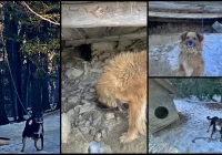 Wnęka pod stodołą, łańcuch na wysokiej gałęzi - interwencja w sprawie psów - zdjęcie główne