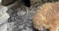 Wnęka pod stodołą, łańcuch na wysokiej gałęzi - interwencja w sprawie psów - zdjęcie 2