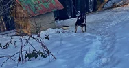Wnęka pod stodołą, łańcuch na wysokiej gałęzi - interwencja w sprawie psów - zdjęcie 3