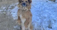 Wnęka pod stodołą, łańcuch na wysokiej gałęzi - interwencja w sprawie psów - zdjęcie 4