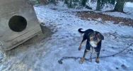 Wnęka pod stodołą, łańcuch na wysokiej gałęzi - interwencja w sprawie psów - zdjęcie 5