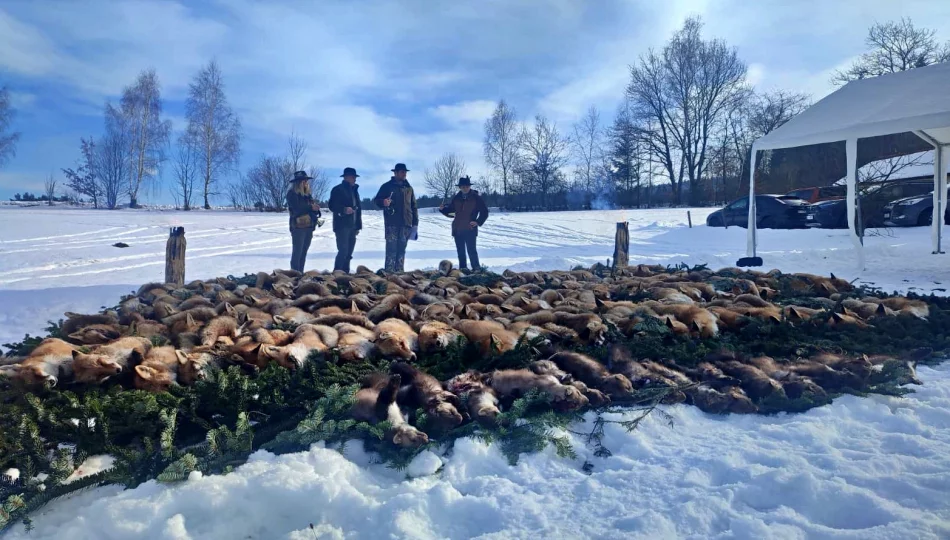 Pokot na Limanowszczyźnie. Niemal dwustu myśliwych na polowaniu - zdjęcie 1