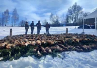 Pokot na Limanowszczyźnie. Niemal dwustu myśliwych na polowaniu - zdjęcie główne