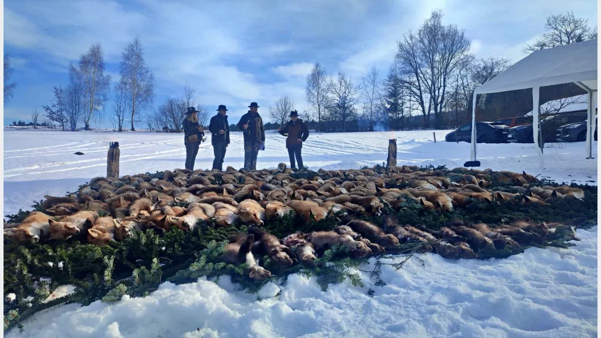 Pokot na Limanowszczyźnie. Niemal dwustu myśliwych na polowaniu