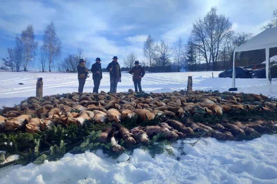 Pokot na Limanowszczyźnie. Niemal dwustu myśliwych na polowaniu - zdjęcie 3