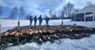 Pokot na Limanowszczyźnie. Niemal dwustu myśliwych na polowaniu - zdjęcie 3
