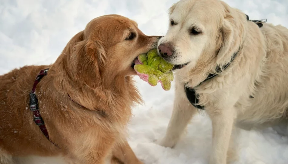 ​Rząd przyjął projekt o obowiązkowym czipowaniu psów - zdjęcie 1
