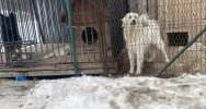TOZ alarmuje ws. psów na mrozie - zdjęcie 2