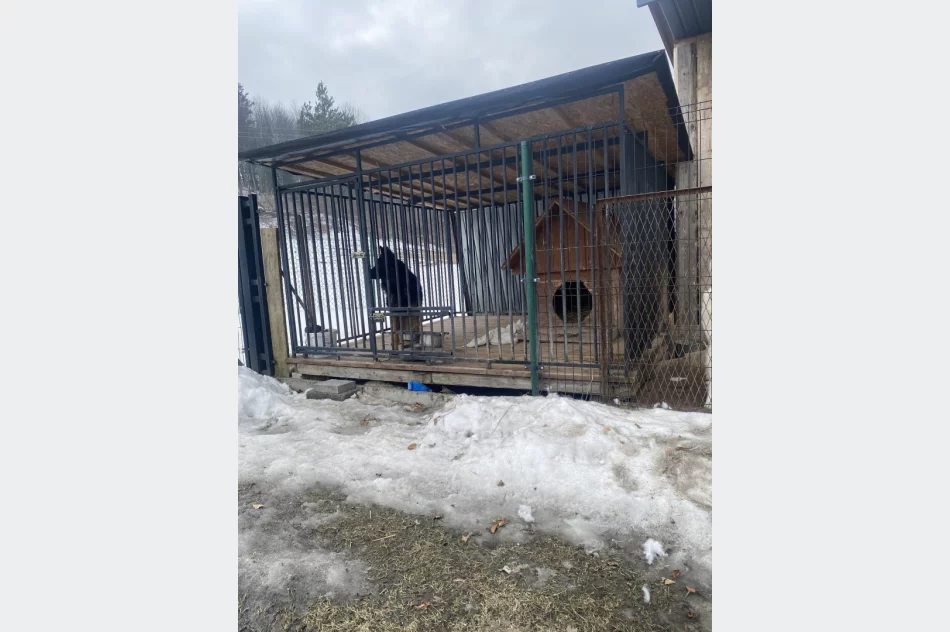 TOZ alarmuje ws. psów na mrozie - zdjęcie 3