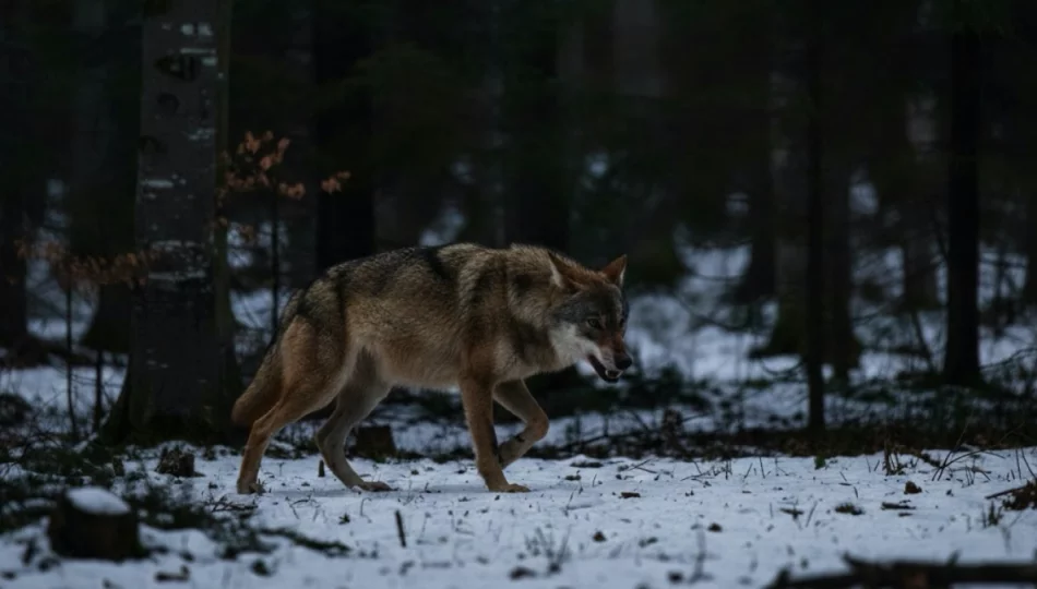 „Złapał psa w pysk 15 metrów od domu” - zdjęcie 1