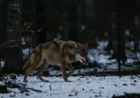 „Złapał psa w pysk 15 metrów od domu” - zdjęcie główne