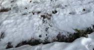 Rysie "marcują". Zimowa aktywność drapieżników w Gorcach - zdjęcie 5
