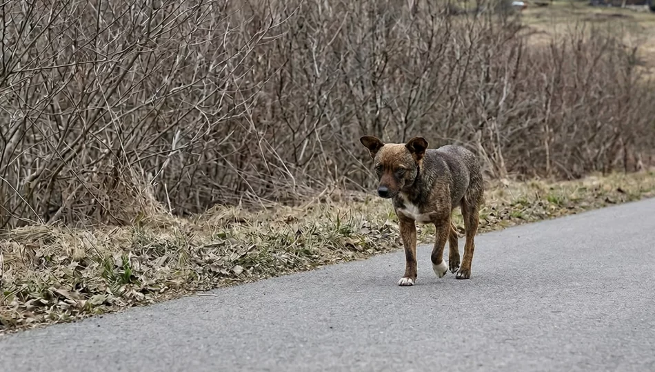Mandaty za biegające czworonogi. Urzędnicy apelują - zdjęcie 1