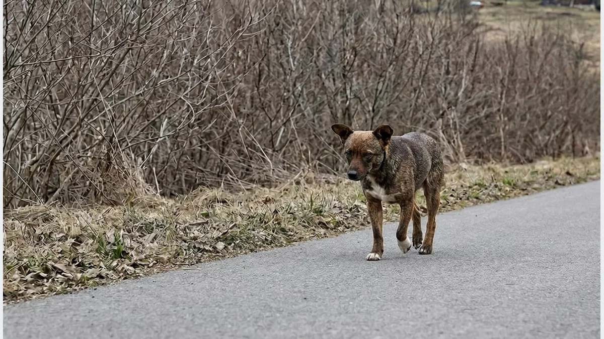 Mandaty za biegające czworonogi. Urzędnicy apelują