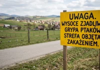 Ptasia grypa w regionie. Wojewoda wyznaczył strefę zakażenia na Limanowszczyźnie - zdjęcie główne