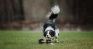 Kwalifikacje do Mistrzostw Świata Obedience 2026 w Limanowej za nami! - zdjęcie 5