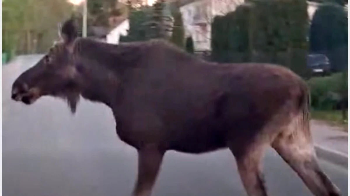 Łoś spacerujący drogą publiczną w centrum miejscowości Łukowica w powiecie limanowskim.