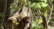 Bliskie spotkanie z niedźwiedziem - niesamowite zdjęcia - zdjęcie 2