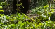 Bliskie spotkanie z niedźwiedziem - niesamowite zdjęcia - zdjęcie 5