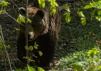 Bliskie spotkanie z niedźwiedziem - niesamowite zdjęcia - zdjęcie główne