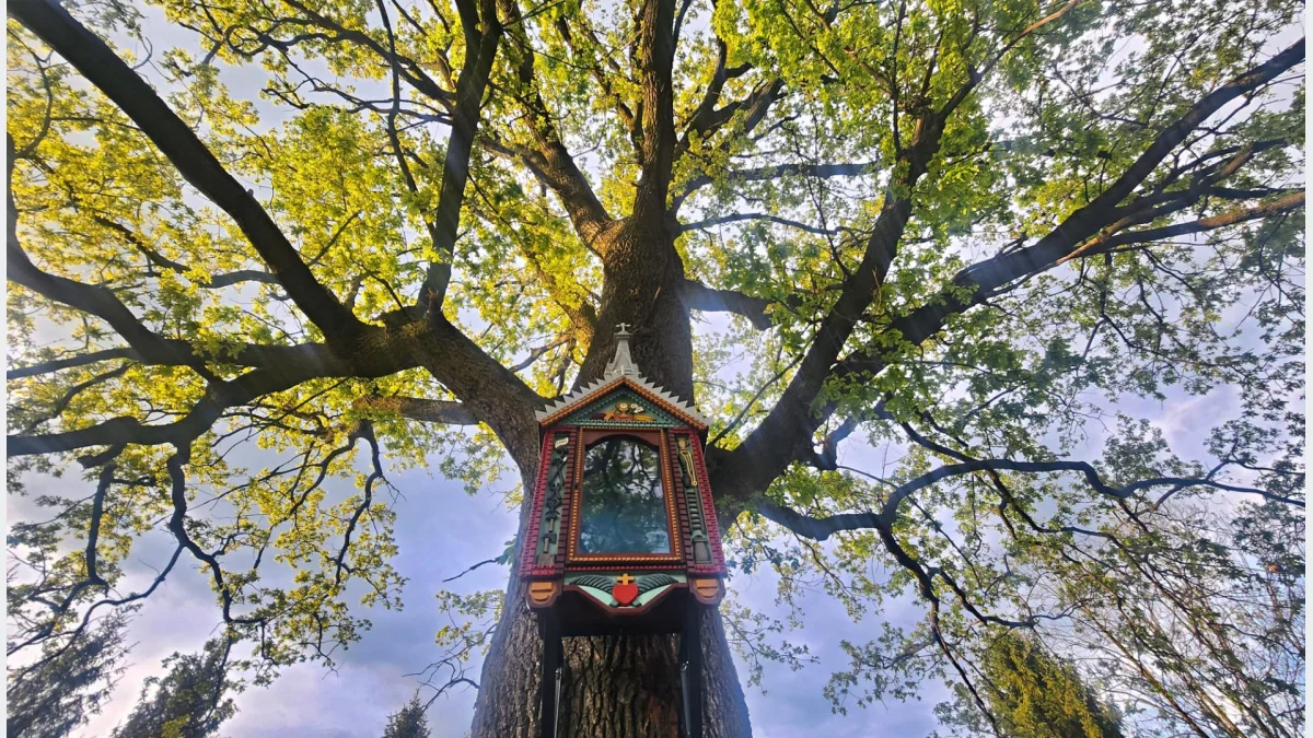 Zabytkowa drewniana kapliczka Chrystusa Frasobliwego zawieszona na pniu starego dębu.