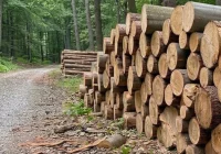 Wycinka pod Mogielicą potrwa dłużej - zdjęcie główne