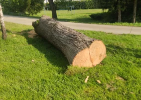 Drzewo ścięte - lipa (długość 3.7m, średnica 70 cm) - Zdjęcie główne