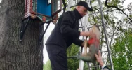 Frasobliwy wrócił na stary dąb - zdjęcie 5