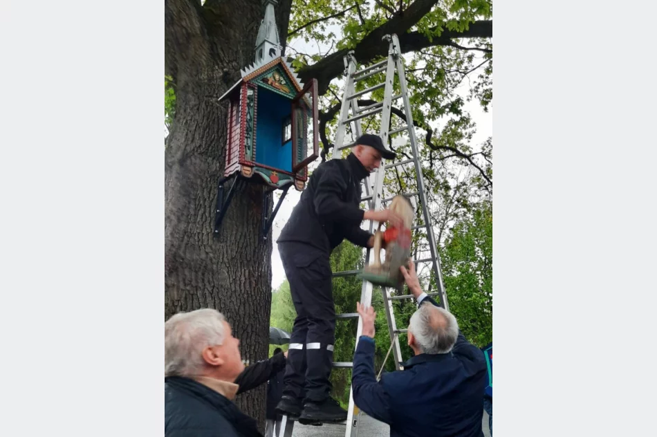 Frasobliwy wrócił na stary dąb - zdjęcie 5