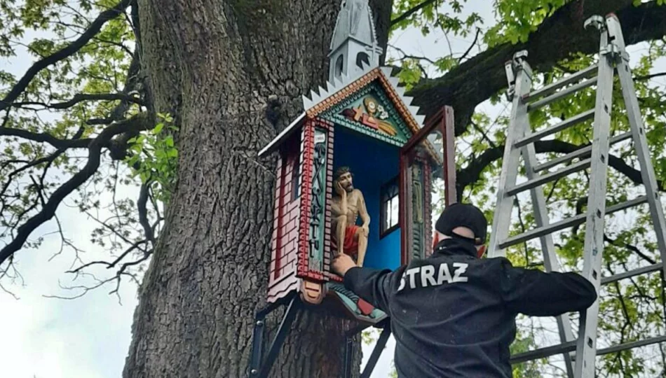 Frasobliwy wrócił na stary dąb - zdjęcie 1