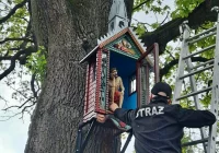 Frasobliwy wrócił na stary dąb - zdjęcie główne