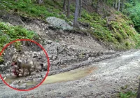 Wilk z ofiarą w pysku uchwycony przez fotopułapkę (WIDEO) - zdjęcie główne