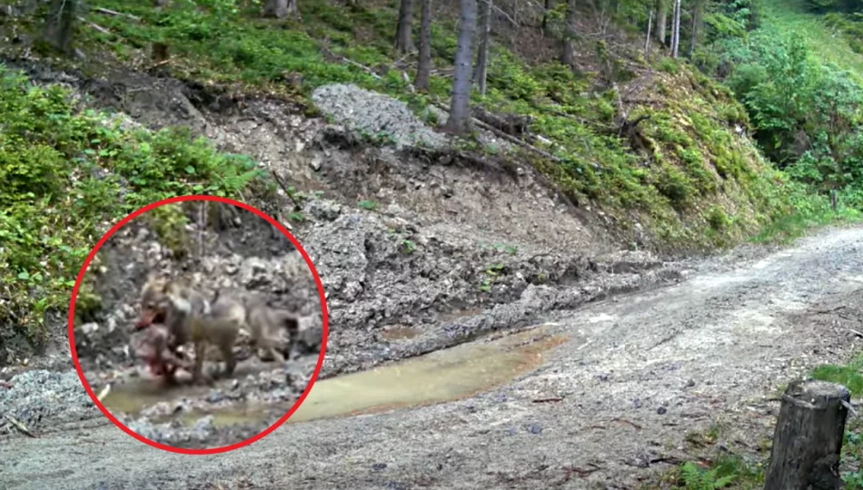 Wilk z ofiarą w pysku uchwycony przez fotopułapkę (WIDEO) - zdjęcie 1
