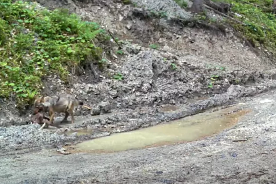 Wilk z ofiarą w pysku uchwycony przez fotopułapkę (WIDEO) - zdjęcie 2