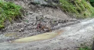 Wilk z ofiarą w pysku uchwycony przez fotopułapkę (WIDEO) - zdjęcie 3