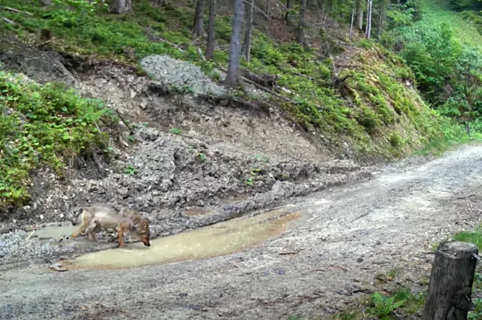 Wilk z ofiarą w pysku uchwycony przez fotopułapkę (WIDEO) - zdjęcie 4