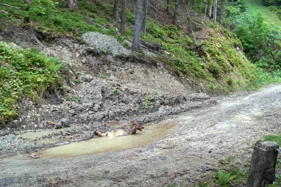 Wilk z ofiarą w pysku uchwycony przez fotopułapkę (WIDEO) - zdjęcie 5