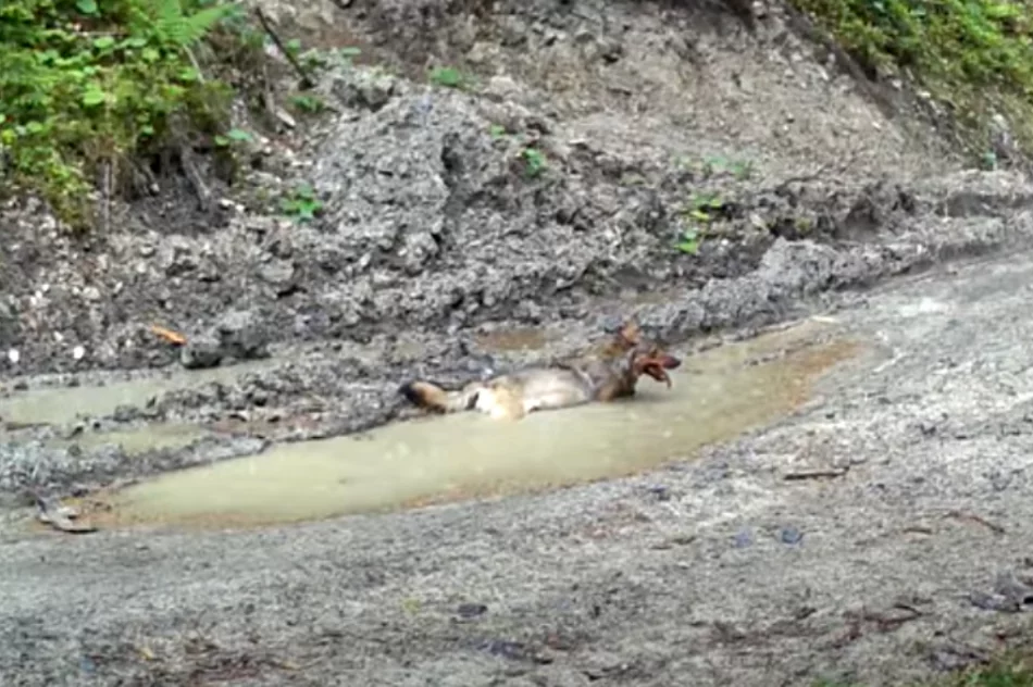 Wilk z ofiarą w pysku uchwycony przez fotopułapkę (WIDEO) - zdjęcie 6