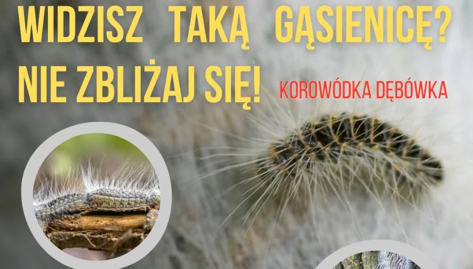 Uwaga na toksyczne gąsienice! Krakowski Sanepid ostrzega przed korowódką dębówką - zdjęcie 1
