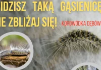 Uwaga na toksyczne gąsienice! Krakowski Sanepid ostrzega przed korowódką dębówką - zdjęcie główne
