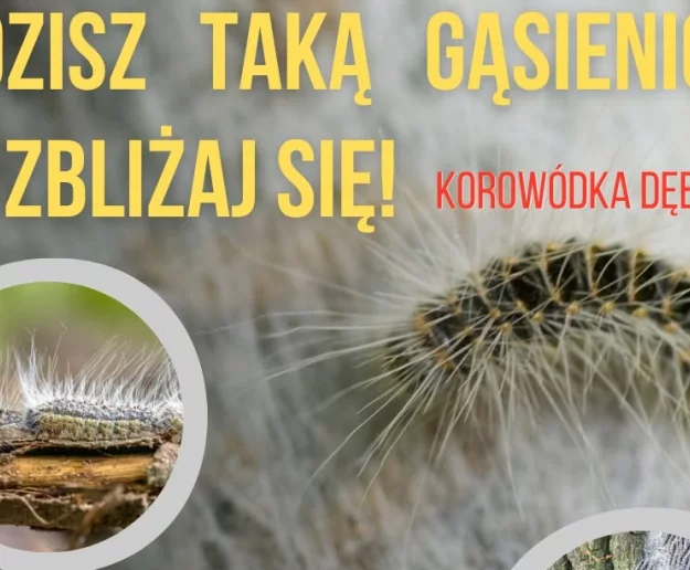 Uwaga na toksyczne gąsienice! Krakowski Sanepid ostrzega przed korowódką dębówką - zdjęcie główne